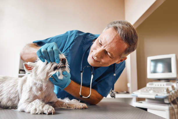 Best Emergency Dental Services for Seniors in Independence, OR